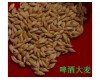 供：甘肃优质啤酒大麦