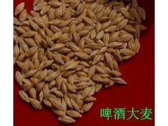 供：甘肃优质啤酒大麦图1
