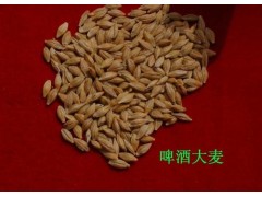 出售啤酒大麦图2
