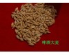 内蒙古合作社供应优质大麦