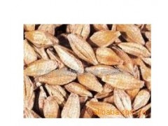 供应啤酒麦芽(图) 质优价廉 量多从优图1