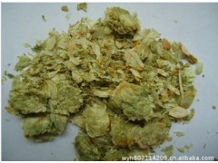 新疆 供应啤酒花图1