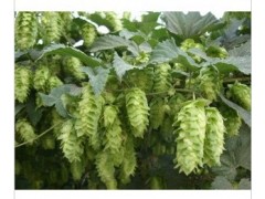 大量供应啤酒花图1
