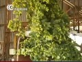 澳大利亚啤酒花废料变废为宝 (93015播放)