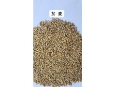 大麦图1